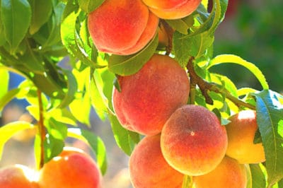 peach ripening tips